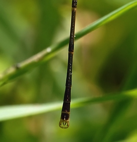 Lestes rectangularis (Slender Spreadwing) - male 
